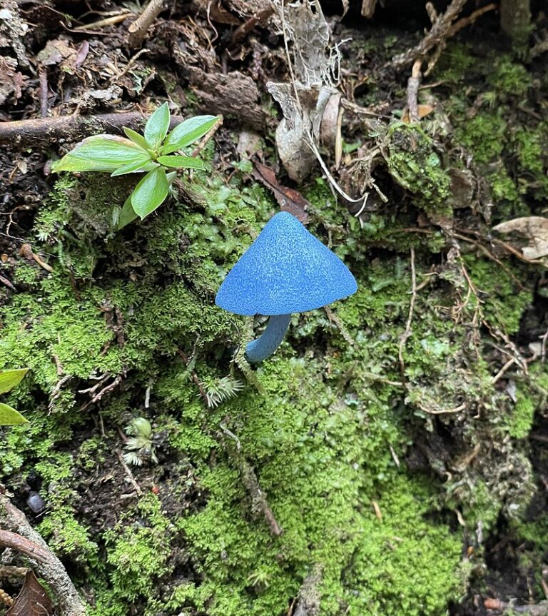 New Zealand’s blue mushroom the World is obsessed with