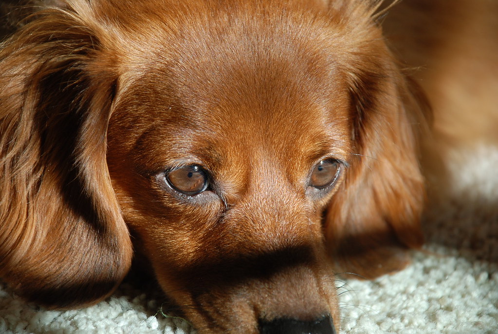 Why Dachshunds Are The Worst Dog Breed