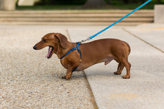 Why Dachshunds Are The Worst Dog Breed