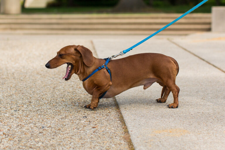 Why Dachshunds Are The Worst Dog Breed
