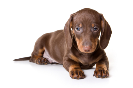 Why Dachshunds Are The Worst Dog Breed