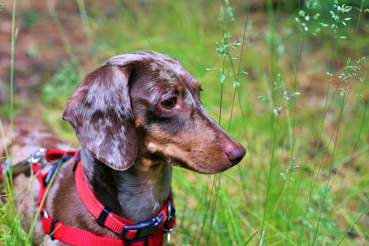 Why Dachshunds Are The Worst Dog Breed