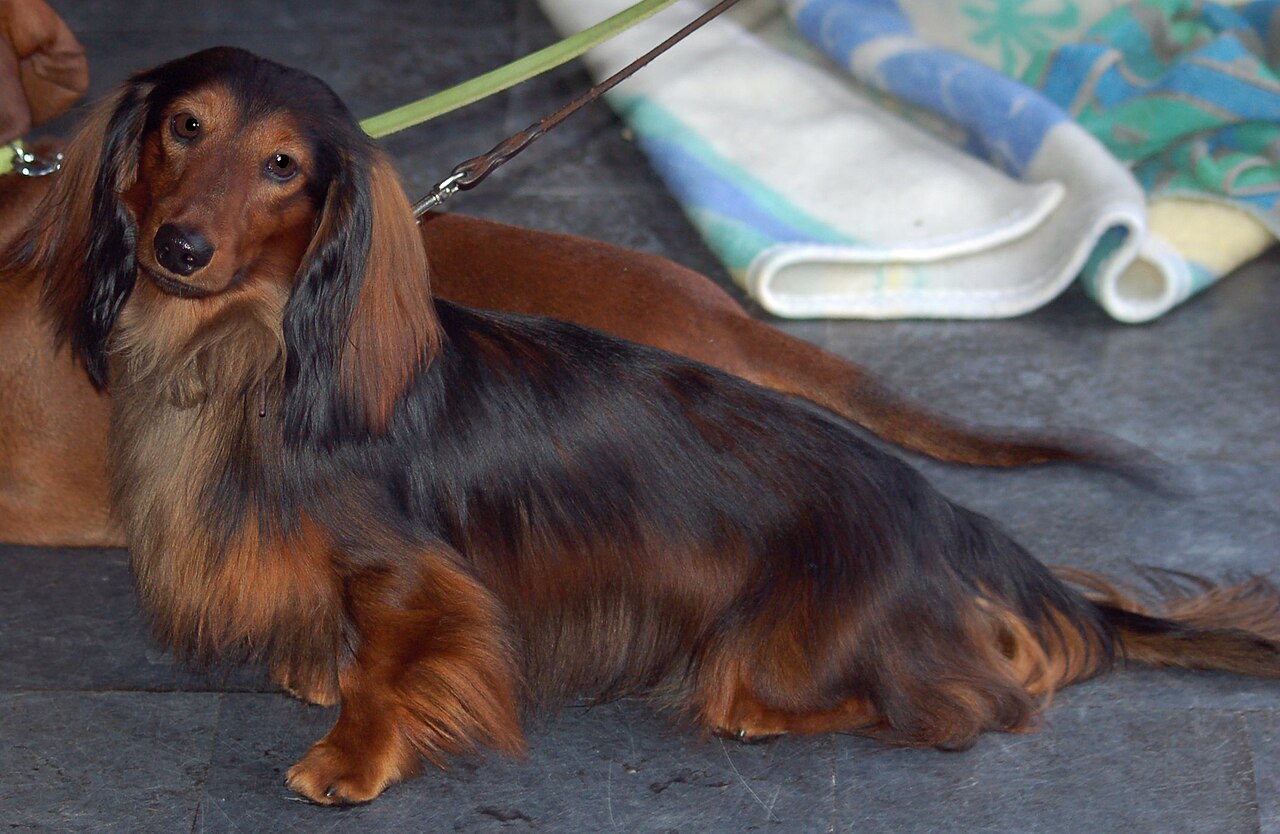 Why Dachshunds Are The Worst Dog Breed