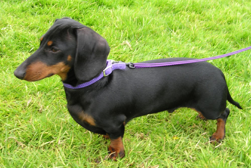 Why Dachshunds Are The Worst Dog Breed