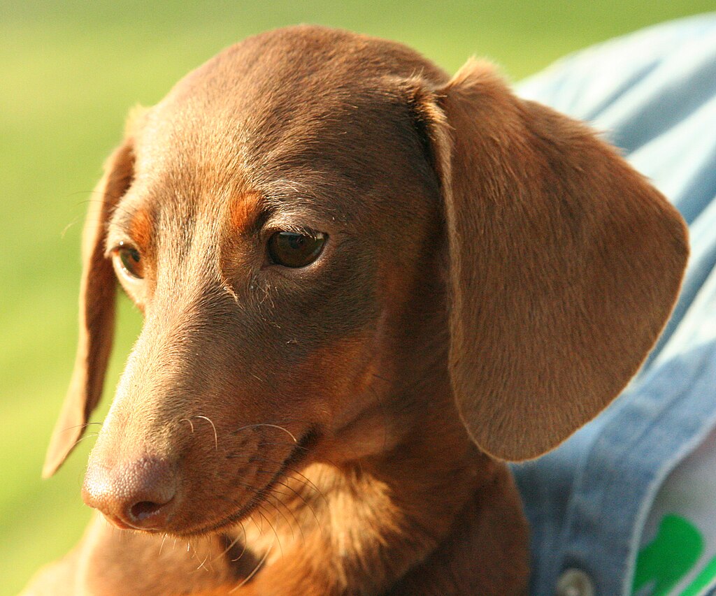 Why Dachshunds Are The Worst Dog Breed