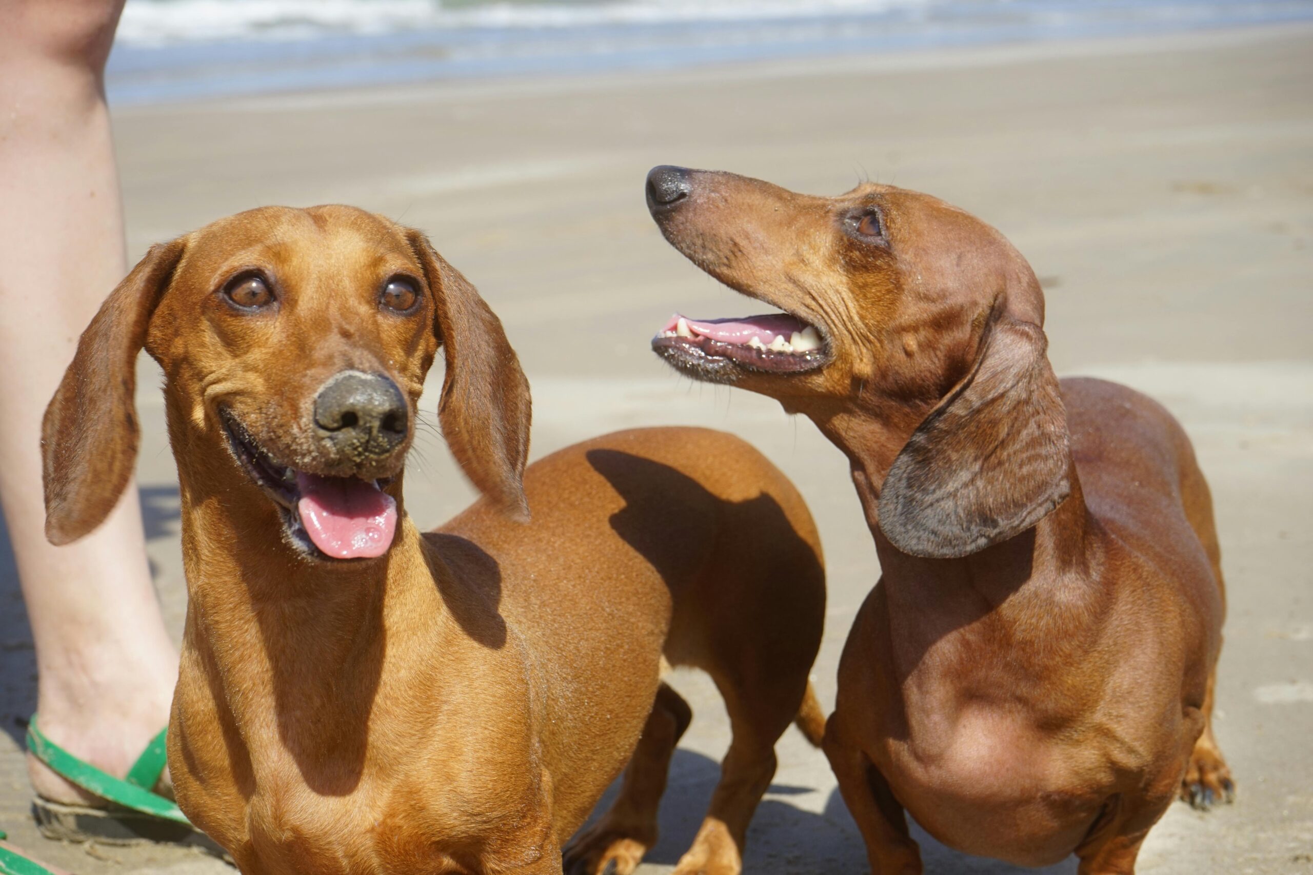 Why Dachshunds Are The Worst Dog Breed