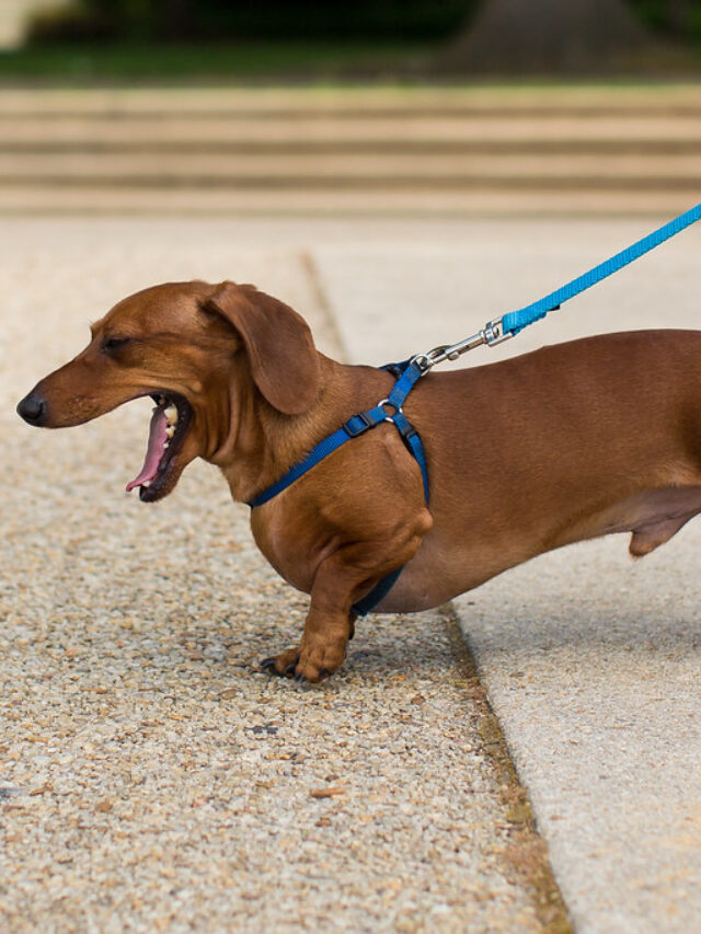 Why Dachshunds Are The Worst Dog Breed?