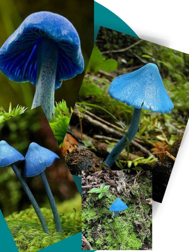 New Zealand’s blue mushroom the World is obsessed with