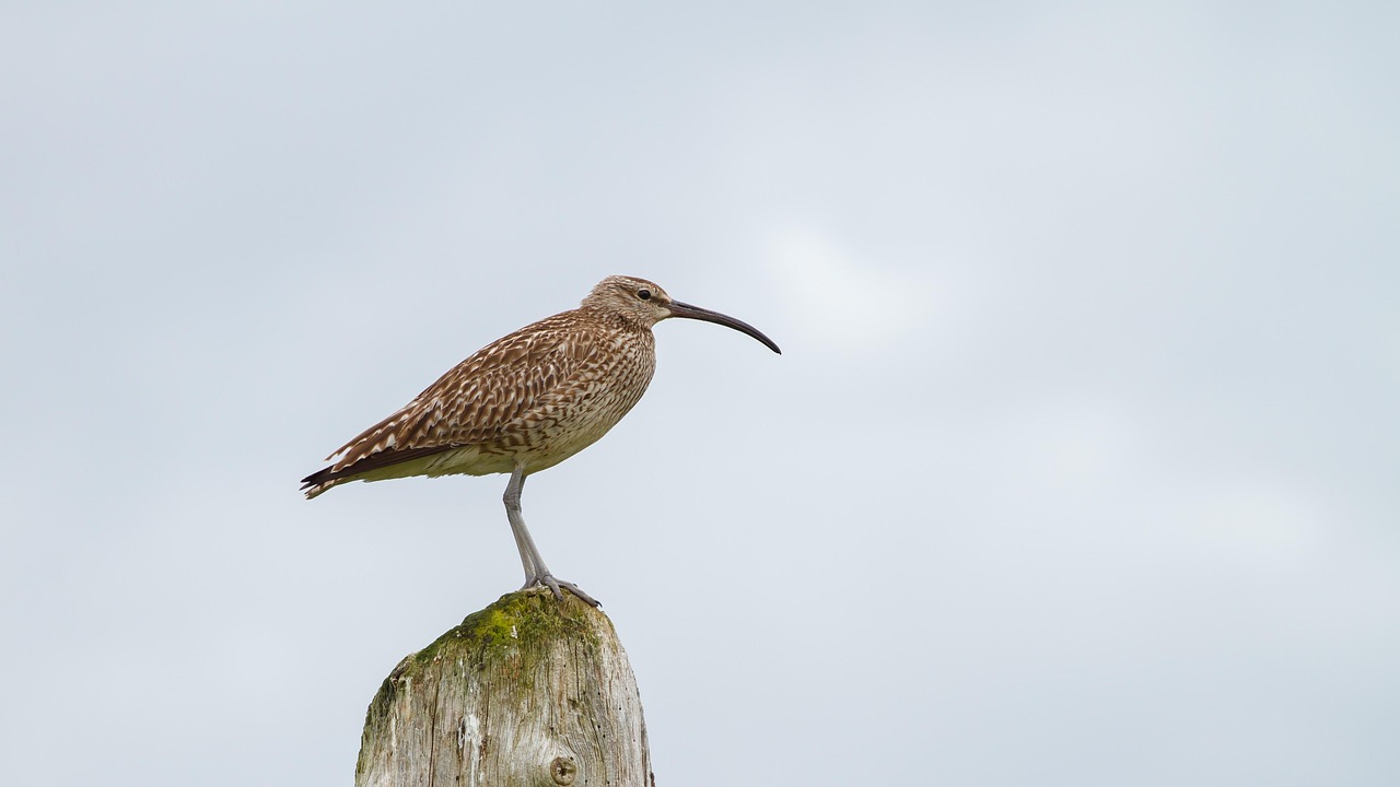 The Shocking Effects of Global Warming on Wildlife You Didn’t Know