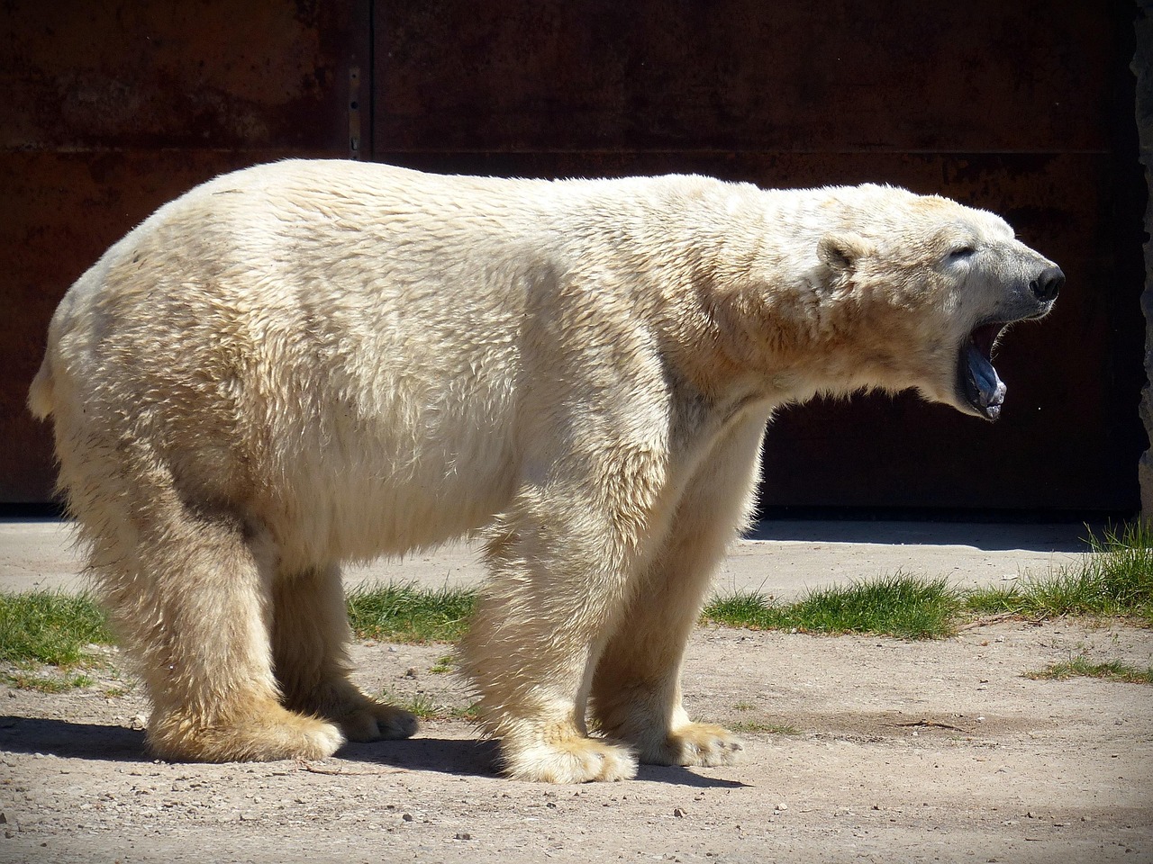The Shocking Effects of Global Warming on Wildlife You Didn’t Know